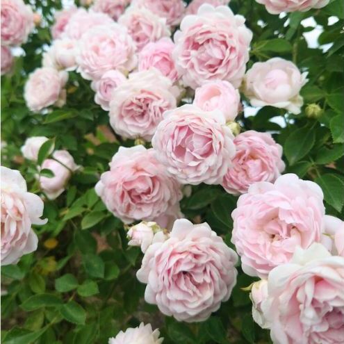 【Apple Roses】バラ苗  『ハルシオン』 新苗育成苗6号ポット植え [52210947] 