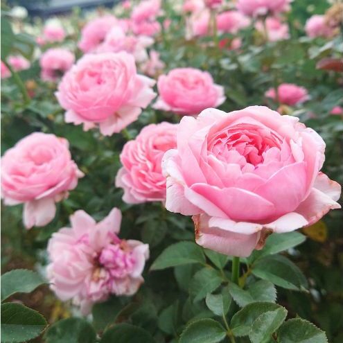 【Apple Roses】 バラ苗  『ピクニック・マーチ』 新苗育成苗6号ポット植え [52210948] 