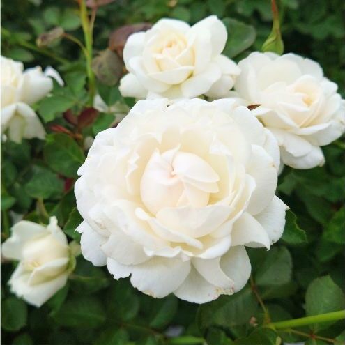 【Apple Roses】 バラ苗  『モーニング・ベルズ』 新苗育成苗6号ポット植え [52210949] 