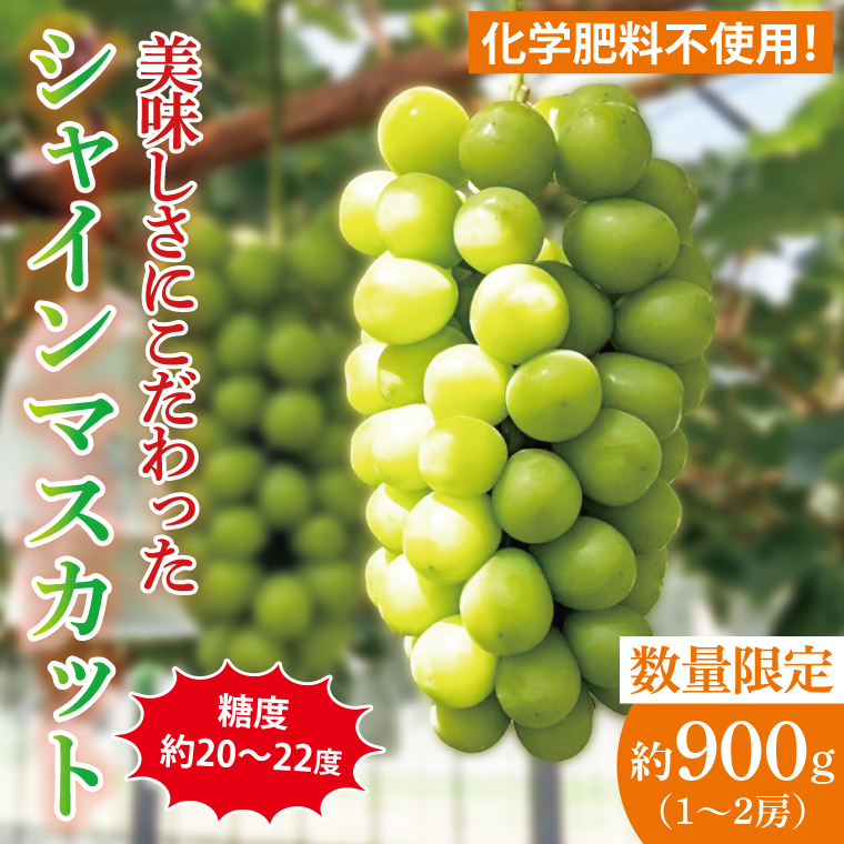 糖度約20~22度!美味しさにこだわったシャインマスカット(約900g)1~2房 化学肥料不使用 農家直送【葡萄 ぶどう マスカット フルーツ 果物 くだもの 水戸市 水戸 茨城県】(GG-22)