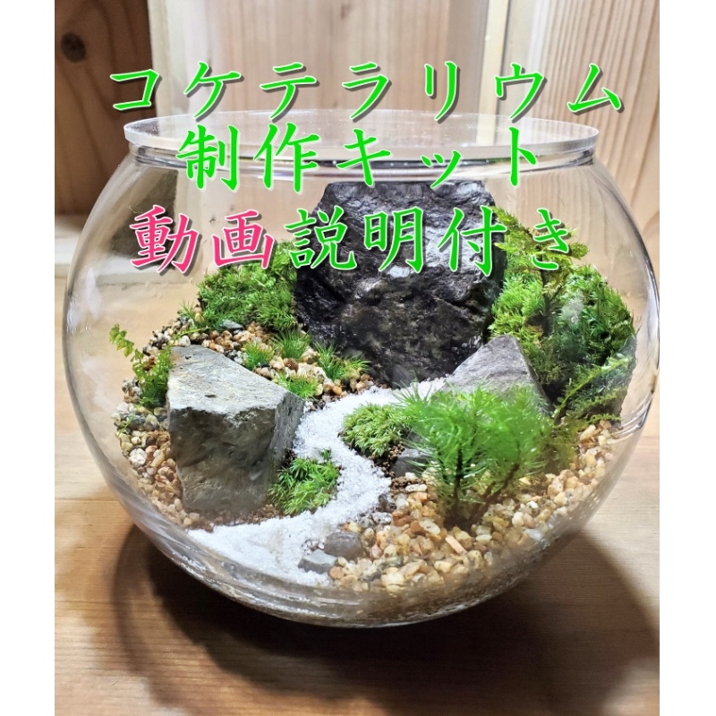 コケテラリウム制作キット直径15cm 動画説明付き〈コケ 苔 こけ 植物 初心者 インテリア 手作り セット キッド 雑貨 日用品〉 