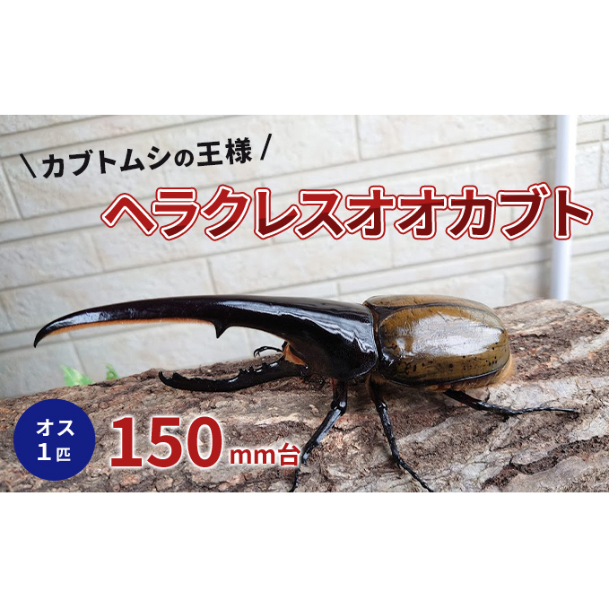 カブトムシの王様 ヘラクレスオオカブト オス１匹 150mm台 生き物 昆虫 生体 かっこいい 虫好き 昆虫好き 男の子 虫 子供 孫 プレゼント  贈り物 （愛知県日進市） | ふるさと納税サイト「ふるさとプレミアム」