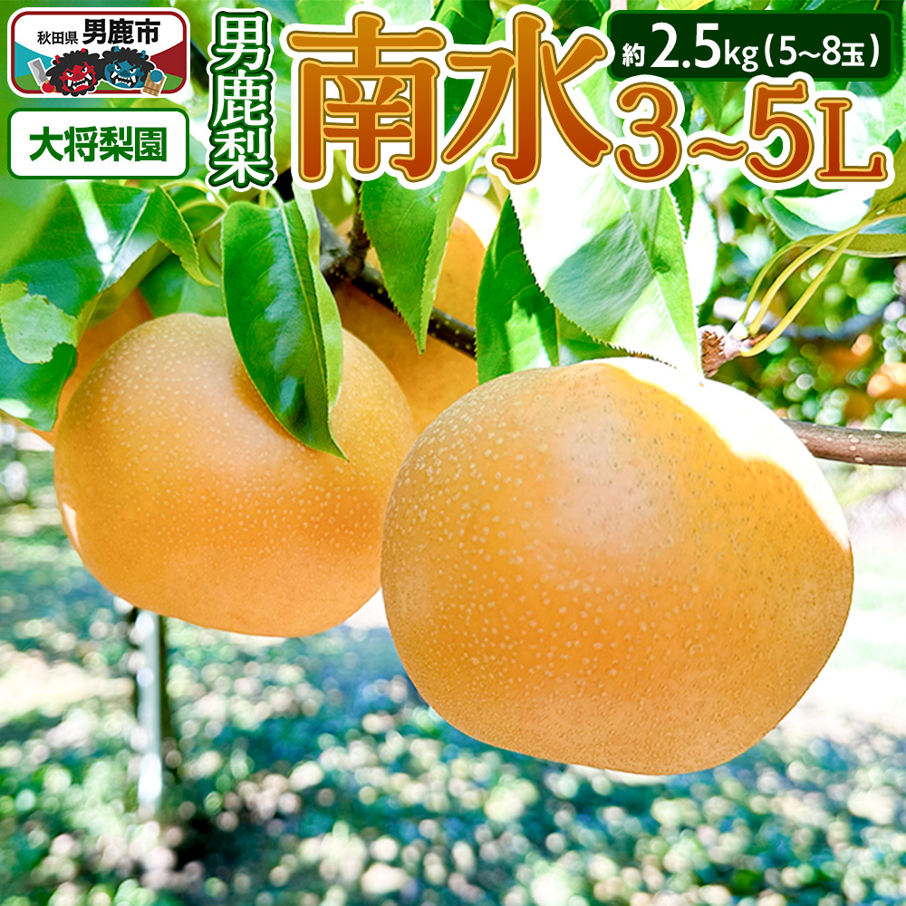 【先行受付】10月中旬~下旬発送 男鹿梨「大将梨園」南水 約2.5kg 5~8玉 3~5L 梨 秋田県 男鹿市 旬の果物