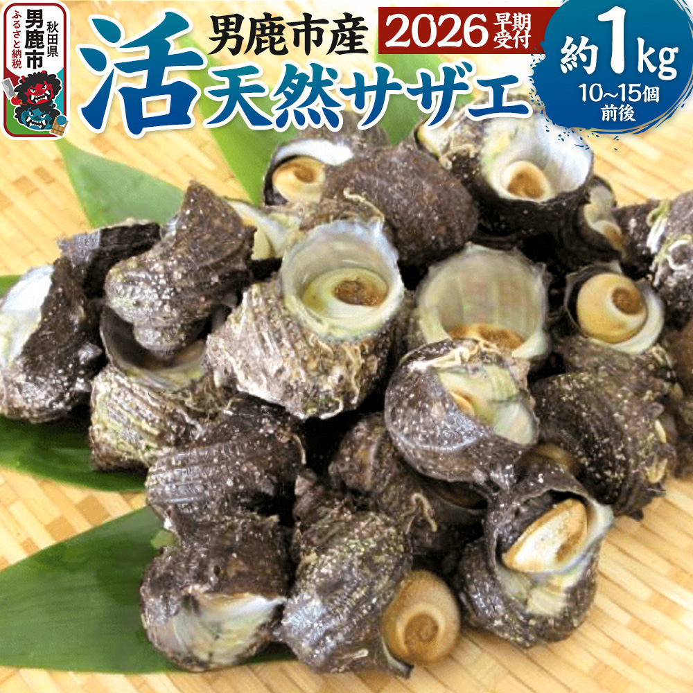 《2026年7月中旬~8月下旬発送》男鹿産天然さざえ 約1kg (約10個~15個) サザエ 栄螺