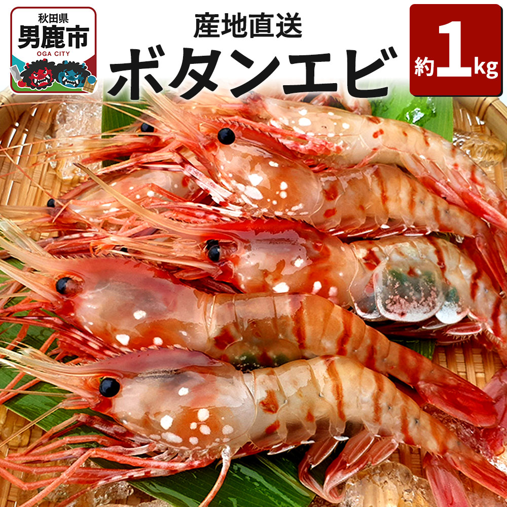 《2026年6月上旬より発送》産地直送 ボタンエビ 約1kg! ぷりっぷりでとろける甘さ お刺身や海鮮丼に 秋田県 男鹿市 萬漁水産