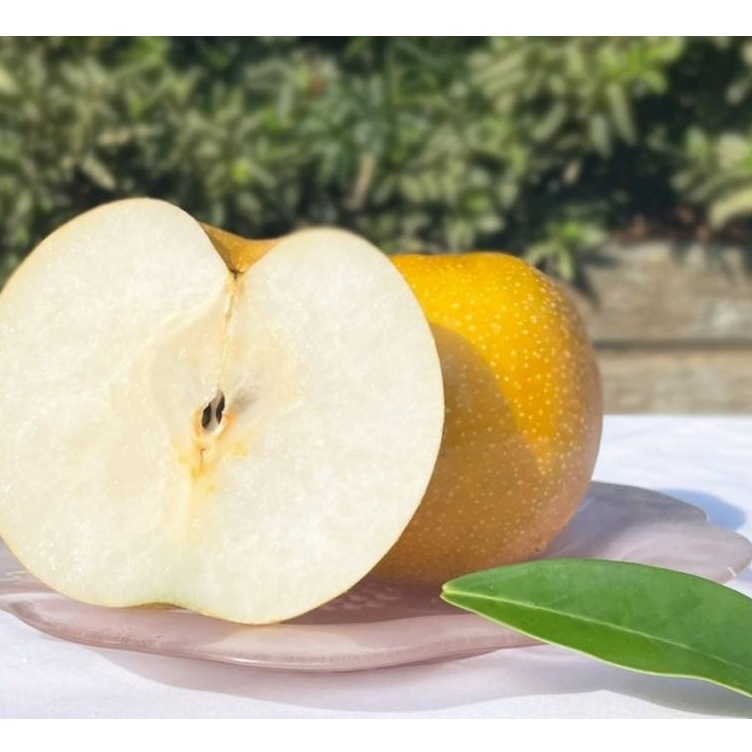 D015-1 【贈答用】果実たっぷりの極上梨「あきづき・3kg」