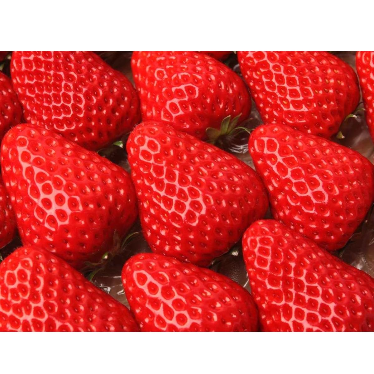 F035 甘さ濃厚 ジューシーいちご２パック