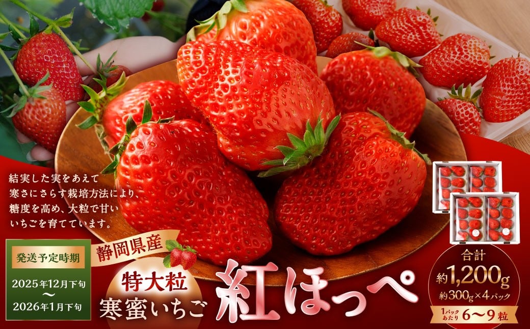 寒蜜いちご 紅ほっぺ 特大粒 4パック（約300g×4パック） 【2025年12月下旬-2026年1月下旬発送予定】【配送不可：北海道・沖縄・離島】 ｜いちご 苺 紅ほっぺ 果物 くだもの フルーツ 菊川市