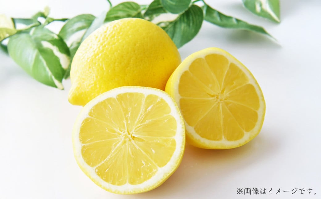 国産レモン 3kg【2024年12月上旬-2025年1月下旬発送予定】 ｜ フルーツ 果物 レモン 柑橘 れもん 檸檬 国産 静岡県 菊川市