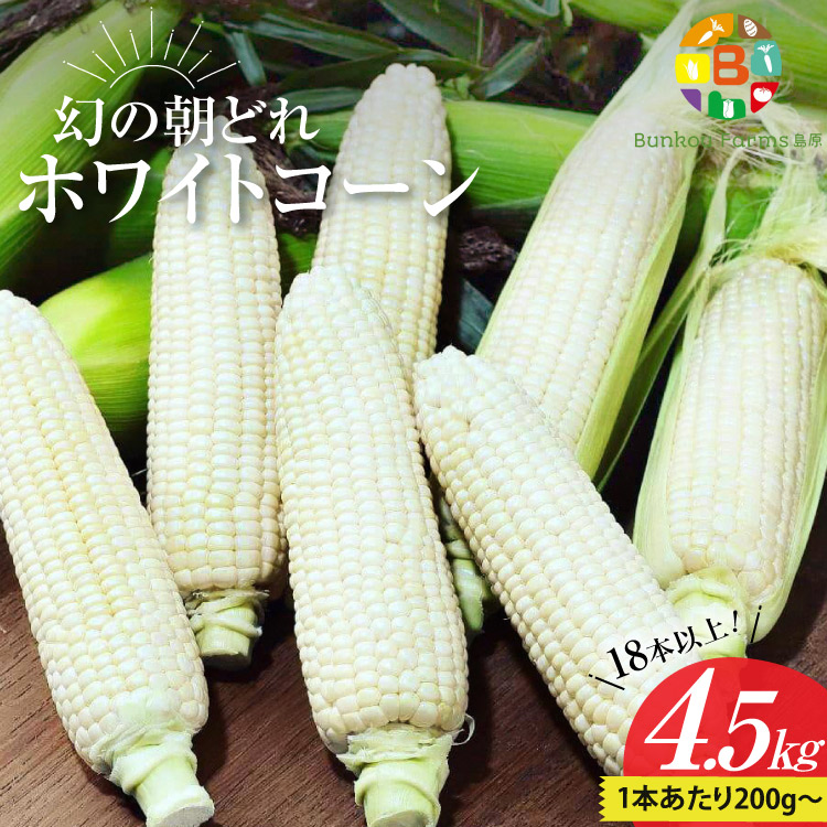 BG036 【令和8年度出荷分】6月中旬から出荷! 幻の朝どれ ホワイトコーン 200g以上×18本以上 4.5kg ~名水百選の里 島原産~