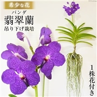 希少な花　心躍る「華やかな恋」の予感　翡翠蘭（バンダ）　１株花付き