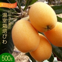 AF220【令和8年度出荷分】果汁たっぷり！川田さん家の温室栽培びわ 500g [びわ ビワ フルーツ 果物 長崎県 島原市]