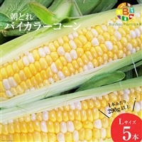 AG033 【令和8年度出荷分】5月から出荷!「朝どれバイカラーコーン!」L×5本セット