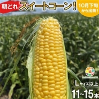 BF111 10月下旬から出荷！「朝どれスイートコーン！」Lサイズ以上×11〜15本セット【全国的にも珍しい秋季出荷】