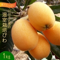 AF221【令和8年度出荷分】果汁たっぷり！川田さん家の温室栽培びわ 1kg [びわ ビワ フルーツ 果物 長崎県 島原市]