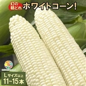 BF114 10月下旬から出荷！「幻の朝どれホワイトコーン！」Lサイズ以上×11〜15本セット【全国的にも珍しい秋季出荷】