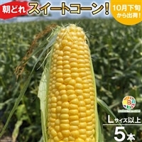 BF110 10月下旬から出荷!「朝どれスイートコーン!」Lサイズ以上×5本セット【全国的にも珍しい秋季出荷】