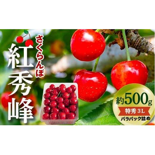 【令和7年産先行予約】 さくらんぼ 「紅秀峰」 約500g (特秀 3L) バラパック詰め 《令和7年6月下旬～発送》 『松田観光果樹園』 サクランボ 果物 フルーツ 産地直送 生産農家直送 山形県 南陽市 [2001]