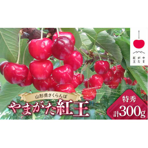 【令和7年産先行予約】 JA さくらんぼ 「やまがた紅王」 約300g (約100g×3パック 特秀 3L以上) バラ詰め 《令和7年6月下旬～発送》 『JA山形おきたま』 サクランボ 果物 フルーツ 山形県 南陽市 [2142]