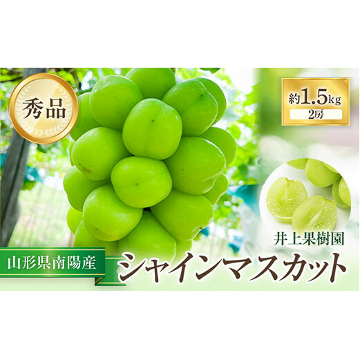 【令和7年産先行予約】 シャインマスカット 約1.5kg (2房 秀) 《令和7年9月中旬～発送》 『いのうえ果樹園』マスカット ぶどう 果物 フルーツ デザート 山形県 南陽市 [1312]