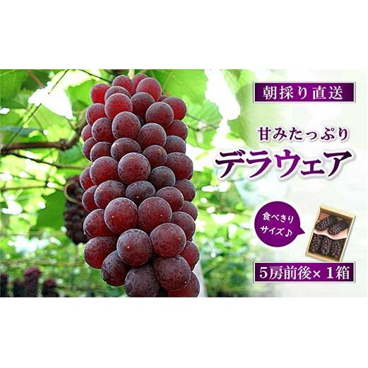 【令和8年産先行予約】 朝どりデラウェア 1箱 (5房前後入り) 《令和8年7月中旬～発送》 『漆山果樹園』 葡萄 ぶどう ブドウ 種なし 新鮮 果物 フルーツ デザート 山形県 南陽市 [660]