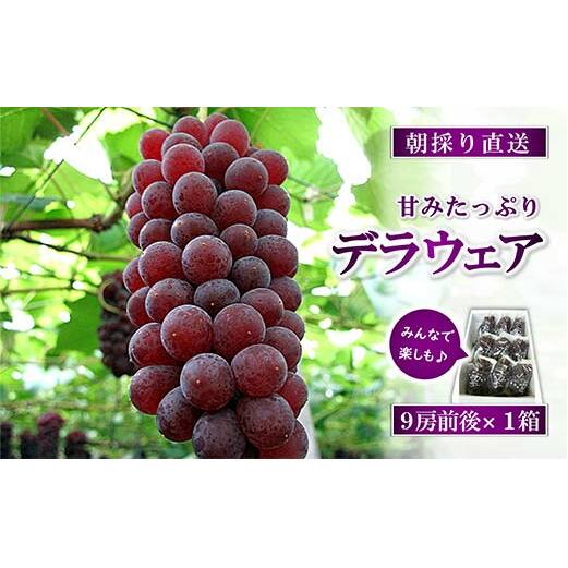 【令和8年産先行予約】 朝どりデラウェア 1箱 (9房前後入り) 《令和8年7月中旬～発送》 『漆山果樹園』 葡萄 ぶどう ブドウ 種なし 新鮮 果物 フルーツ デザート 山形県 南陽市 [661]
