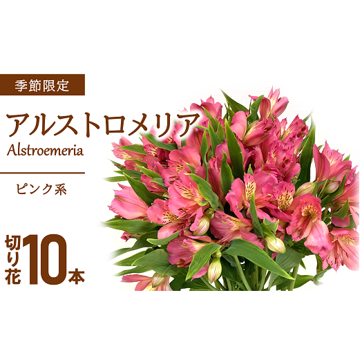 JA アルストロメリア [ピンク系] 1束 (10本入り) 『JA山形おきたま』 山形県 南陽市 [950]