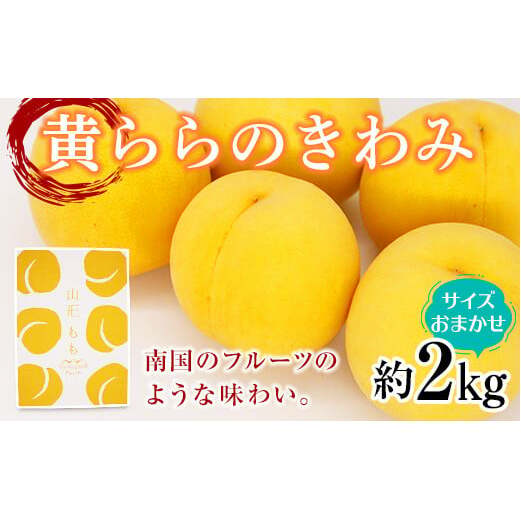 【令和7年産先行予約】 黄桃 「黄ららのきわみ」 約2kg (6～12玉 サイズお任せ) 《令和7年9月中旬～発送》 『南陽中央青果市場』  桃 もも 果物 フルーツ デザート 山形県 南陽市 [1453]