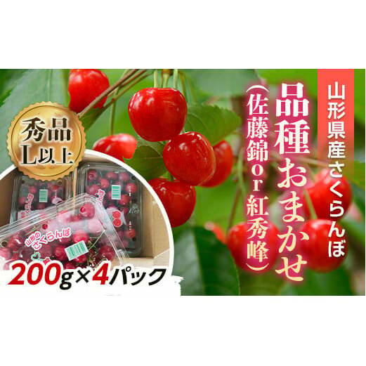【令和7年産先行予約】 さくらんぼ 「佐藤錦または紅秀峰」 800g (200g×4パック 秀 L以上) 《令和7年6月上旬～発送》 『南陽中央青果市場』 小分け サクランボ 果物 フルーツ 山形県 南陽市 [1476]