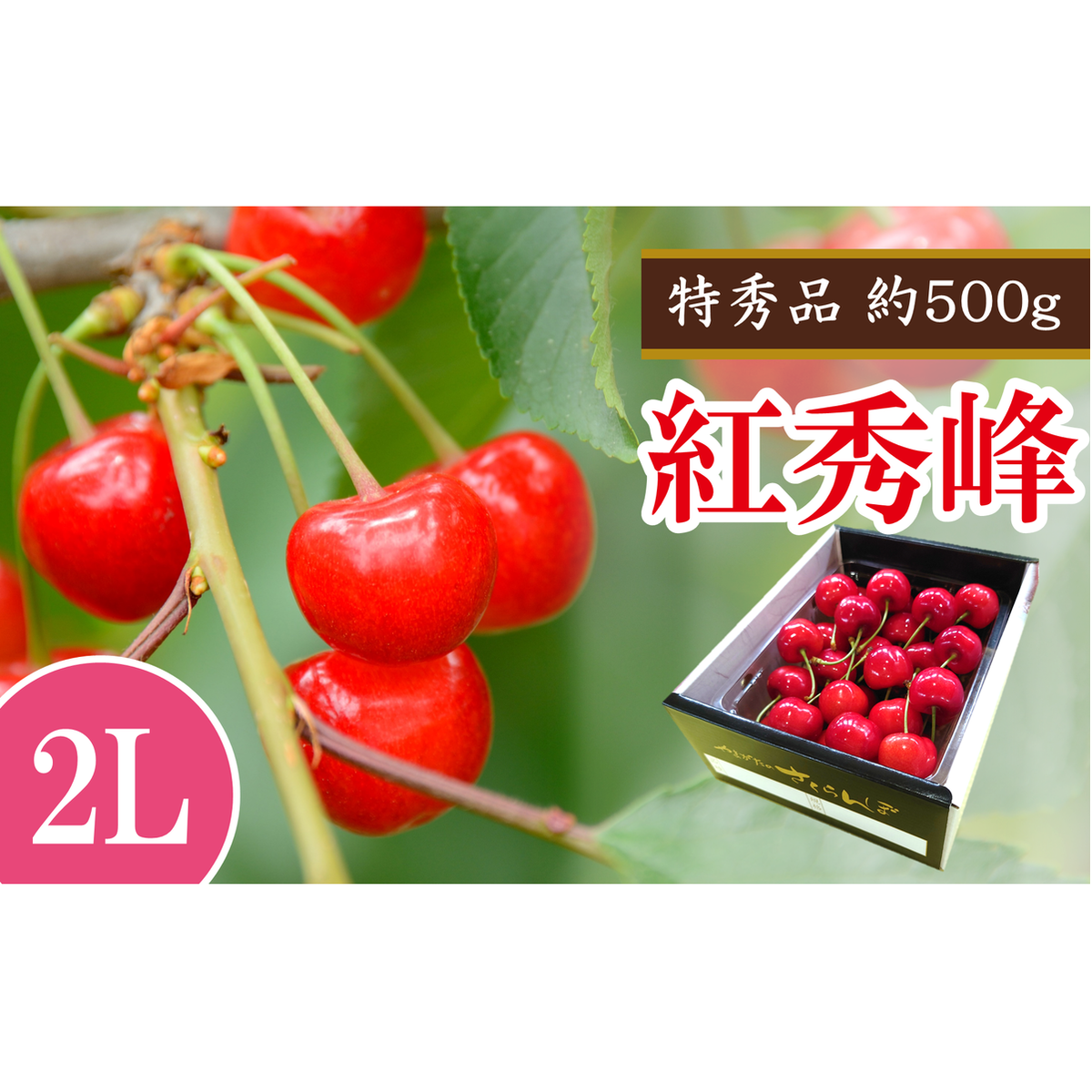 【令和8年産先行予約】 さくらんぼ 「紅秀峰」 約500g (特秀 2L) 《令和8年6月下旬～発送》 『マルエ青果』 先行予約 サクランボ 果物 フルーツ 山形県 南陽市 [1406]