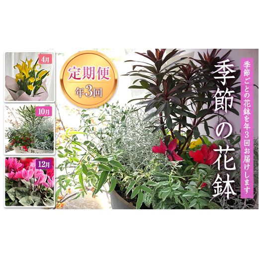  《定期便3回》 南陽市商工会女性部プロデュース 【癒しの宝箱 Cコース】 南陽産 季節の花鉢 定期便 山形県 南陽市 [1552]
