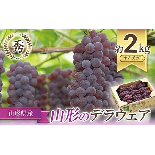 【令和7年産先行予約】 JA デラウェア 約2kg (2L 秀) 《令和7年7月下旬～8月下旬発送》 『JA山形おきたま』 葡萄 ぶどう ブドウ 種なし 果物 フルーツ 山形県 南陽市 [921]