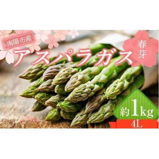 【令和8年産先行予約】 アスパラガス (春芽) 約1kg (4Lサイズ 約15～20本前後) 《令和8年5月～発送》 『生産者 紺野 幸陽』 山形県 南陽市 [2244]