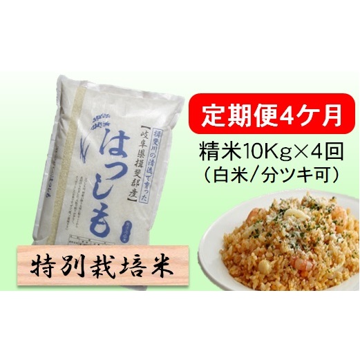 定期便4カ月【令和7年産】特別栽培米10kg（白米/7分/5分ツキ可）【白米】(ハツシモ) 米 お米 白米 コメ ご飯 定期 岐阜県 池田町