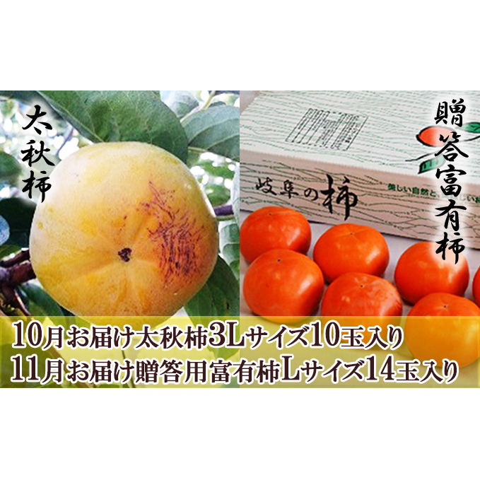 【全2回お届け】太秋柿（10玉）＆贈答富有柿（14玉）食べ比べセット 果物類 果肉 梨 さっぱり サクサク 柔らかい 果汁 糖度 甘い 美味しい 安全 安心 王様 