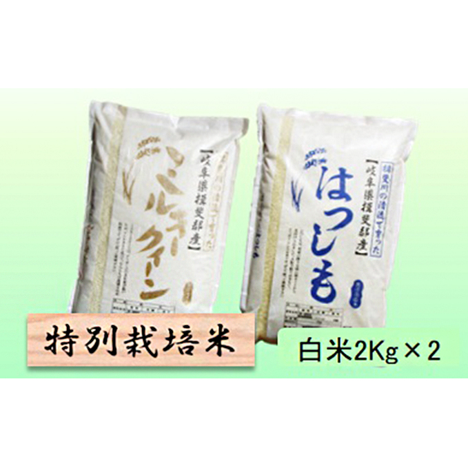 特別栽培米★白米4kg 【ミルキークイーン・ハツシモ】 お米 ブランド米 銘柄米 精米 ご飯 おにぎり モチモチ 低アミロース米 大粒 アッサリ