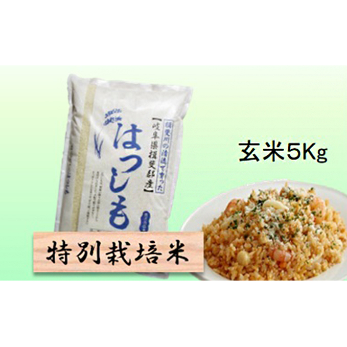 特別栽培米★玄米5kg 【ハツシモ】 お米 ブランド米 銘柄米 ご飯 おにぎり アッサリ 幻のお米 大粒