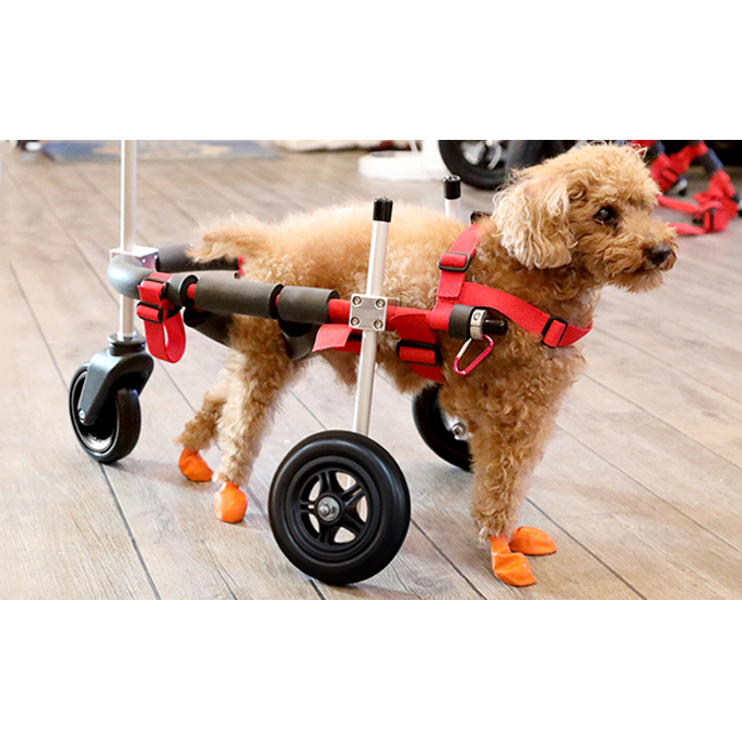 小型犬用三輪車椅子（背丈23～35cm 体重8キロ以下） 【!寄附前に事業者 ...