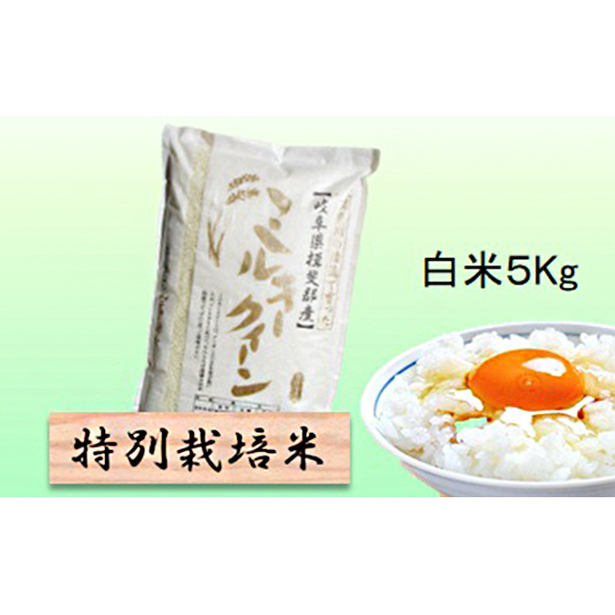 特別栽培米★白米５kg 【ミルキークイーン】 玄米は別に出品 お米 ブランド米 銘柄米 精米 ご飯 おにぎり モチモチ 低アミロース米 冷めても美味しい 