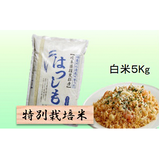 特別栽培米★白米５kg 【ハツシモ】 お米 ブランド米 銘柄米 精米 ご飯 おにぎり アッサリ 幻のお米 大粒 