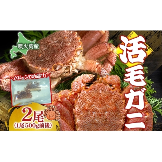 先行受付 北海道 噴火湾産 活毛がに 500g前後×2尾 2026年6月下旬～7月上旬お届け 北海道産 旬 新鮮 毛がに かに カニ 蟹 毛ガニ 毛蟹 カニ味噌 天然 噴火湾 産地直送 お取り寄せ 冷蔵 洞爺湖町