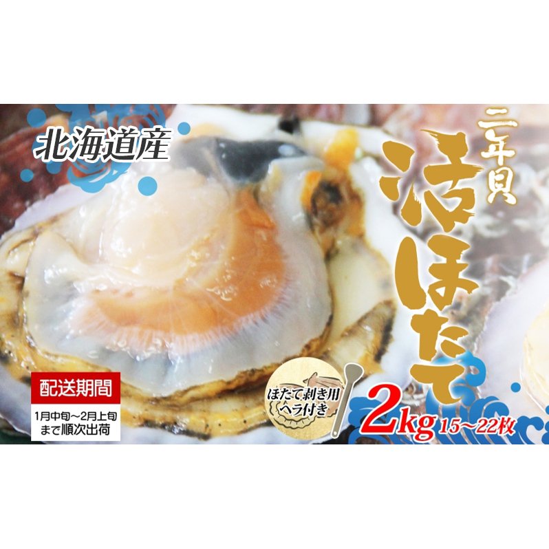 北海道産 活ほたて 2年貝 約 2kg 15枚～22枚 2026年1月中旬～2月上旬頃お届け 殻付き 貝付き 帆立 ホタテ ほたて 貝 魚介 海産 海鮮 貝柱 噴火湾 刺身 焼き フライ 生産者支援 産地直送 送料無料 魚介類 魚貝類 