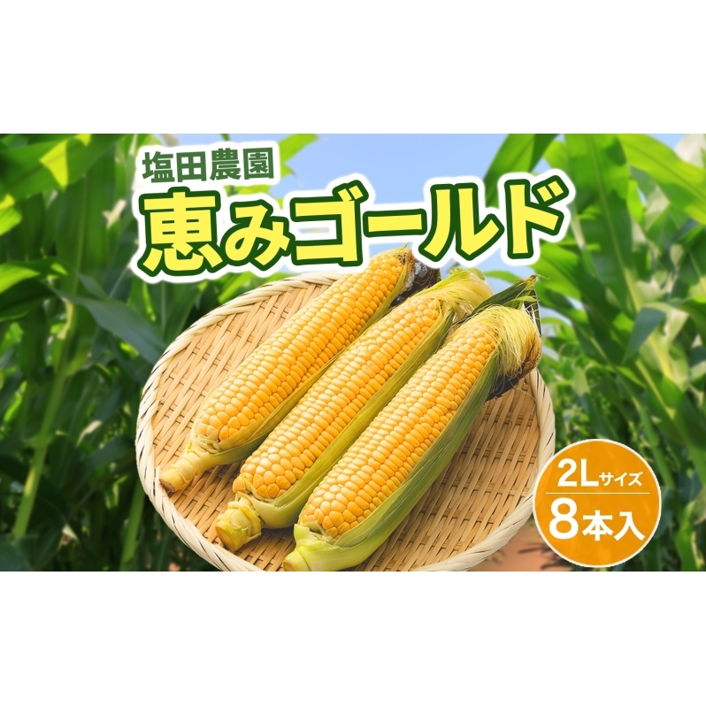 北海道産 とうもろこし 恵味 ゴールド 2L 8本 8月下旬～9月末頃お届け 朝採り 恵味 めぐみトウモロコシ スイート コーン 甘い 新鮮 先行受付 夏 野菜 産地直送 塩田農園 送料無料 北海道 洞爺湖町 