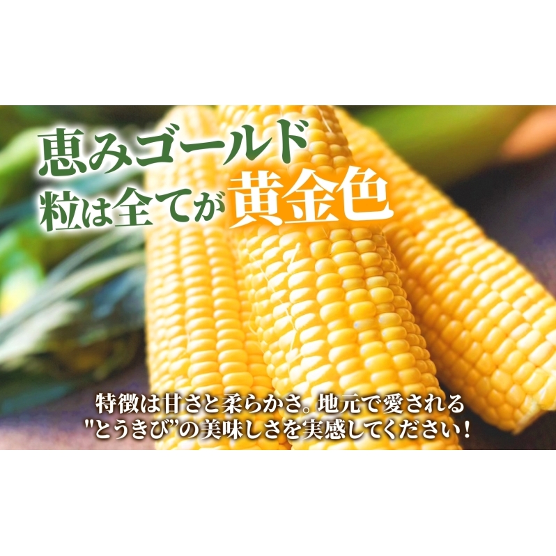 北海道産 とうもろこし 恵味 ゴールド 2L 10本 8月下旬～9月末頃お届け 朝採り 恵味 めぐみトウモロコシ スイート コーン 甘い 新鮮 旬 夏  野菜 産地直送 塩田農園 送料無料 北海道 洞爺湖町 | 北海道洞爺湖町 | JRE MALLふるさと納税