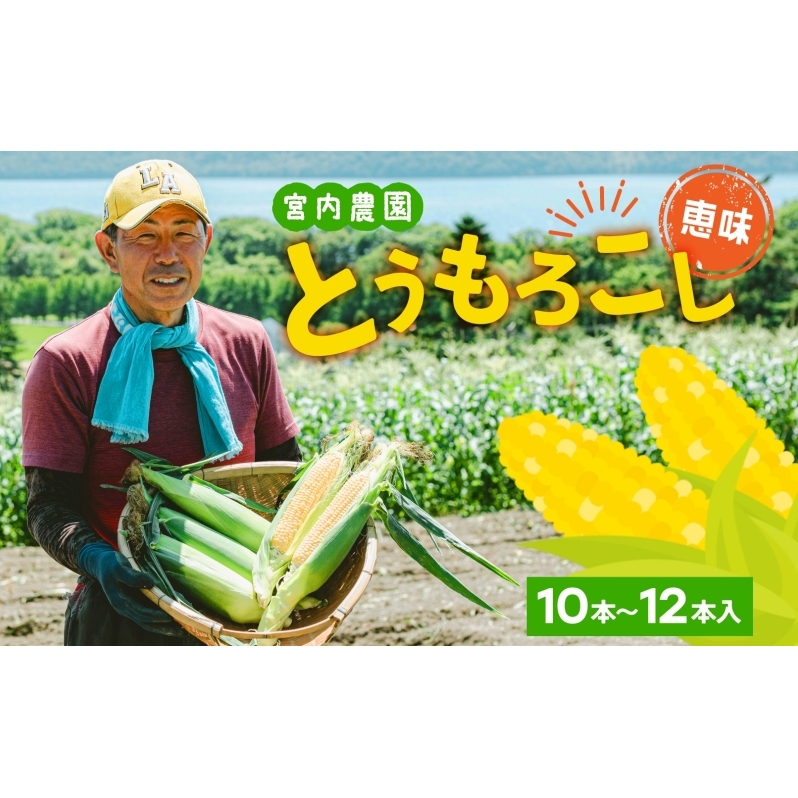 北海道産 とうもろこし 糖度20度以上 恵味 めぐみ 2L 10～12本 2026年7月下旬～8月下旬頃にお届け 先行受付 朝採り トウモロコシ スイート コーン  旬 夏 野菜 新鮮 産地直送 宮内農園 洞爺湖町