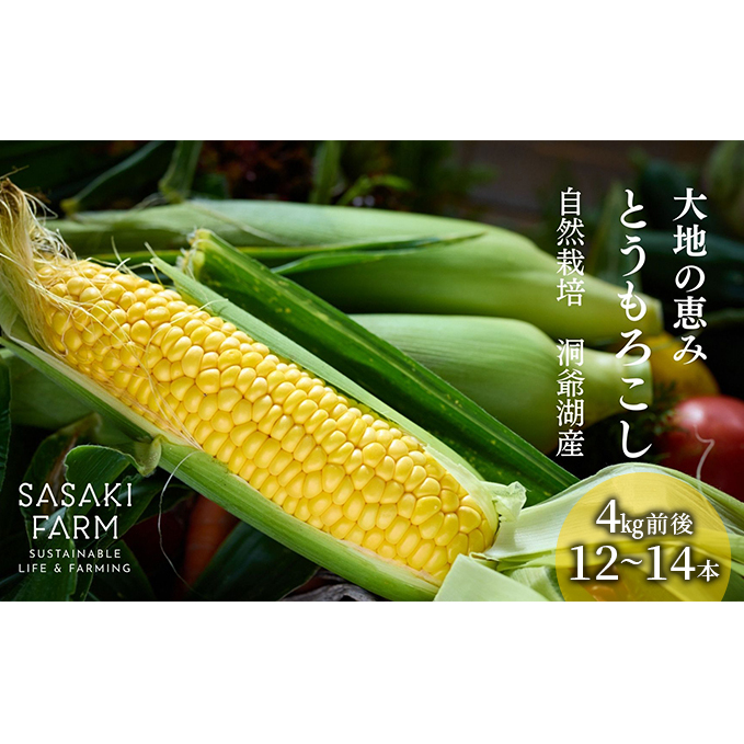北海道産 とうもろこし 4kg前後 12-14本 8月30日から9月25日まで順次出荷 北海道 トウモロコシ とうきび 旬 完熟 朝もぎ 野菜 産地直送 お取り寄せ 佐々木ファーム 送料無料 洞爺湖
