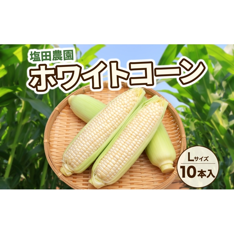 北海道産 白い とうもろこし ピュア ホワイト L 10本 8月中旬~下旬お届け 朝採り トウモロコシ コーン 北海道産 甘い ピュアホワイト 新鮮 先行受付 夏 野菜 産地直送 塩田農園 送料無料 北海道 洞爺湖町