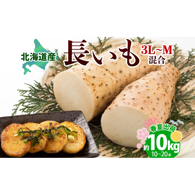 北海道産 長いも 春夏出荷 約10kg 2026年5月上旬~6月下旬頃お届け 長芋 ながいも とろろ 農作物 野菜 新鮮 根菜  山かけ 産地直送 お取り寄せ 送料無料 冷蔵 北海道 洞爺湖町