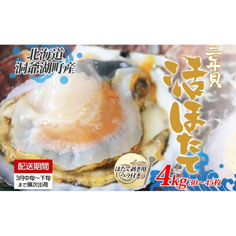 北海道産 活ほたて 2年貝 約 4kg 30枚～45枚 2026年3月中旬～3月下旬頃お届け 殻付き 貝付き 帆立 ホタテ ほたて 貝 魚介 海産 海鮮 貝柱 噴火湾 刺身 焼き フライ 生産者支援 産地直送 送料無料 