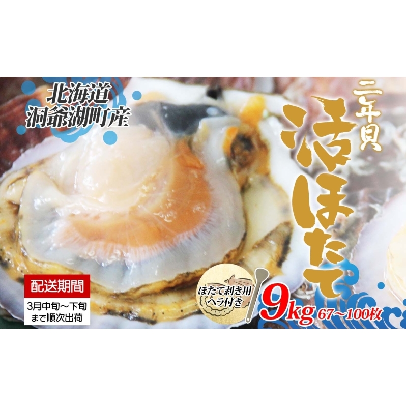 北海道産 活ほたて 2年貝 約 9kg 67枚～100枚 2026年3月中旬～3月下旬頃お届け 殻付き 貝付き 帆立 ホタテ ほたて 貝 魚介 海産 海鮮 貝柱 噴火湾 刺身 焼き フライ 生産者支援 産地直送 送料無料 